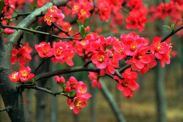 【神都诗社】第053期《嵌句“初夏榴花醉海棠”》（图21）