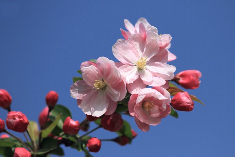 【神都诗社】第053期《嵌句“初夏榴花醉海棠”》（图23）