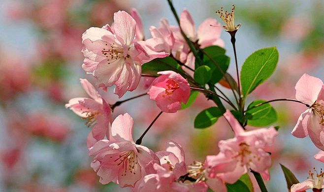 【神都诗社】第053期《嵌句“初夏榴花醉海棠”》（图24）