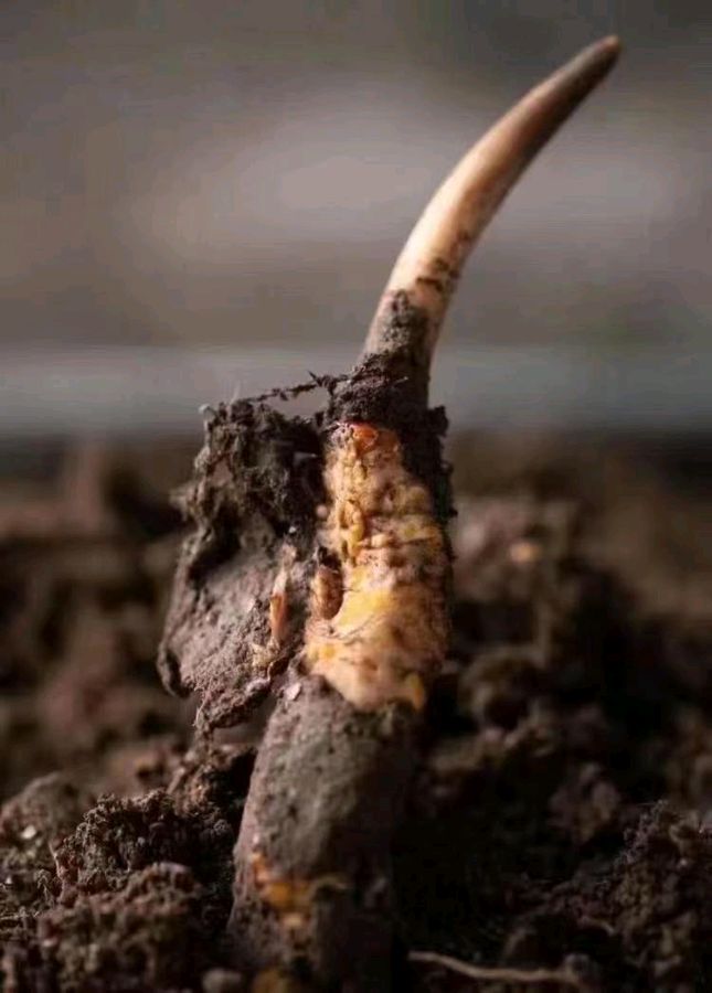 【北京头条】分享优秀作家诗人崔怀强《七绝•雪域华国堂果洛挖草记行》(图5)