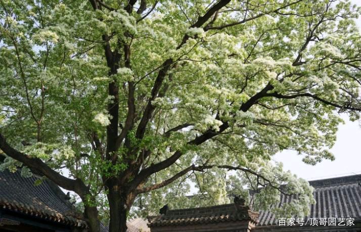 【齐鲁风】分享优秀诗人沈沛忠《初夏》外四首请欣赏(图7)