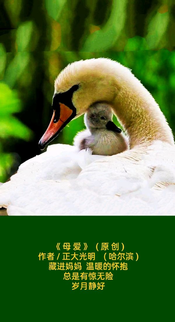 题图微诗三首【原创】《母与子》、《母爱》、《羔羊可爱》作者:正大光明(哈尔滨)(图3)