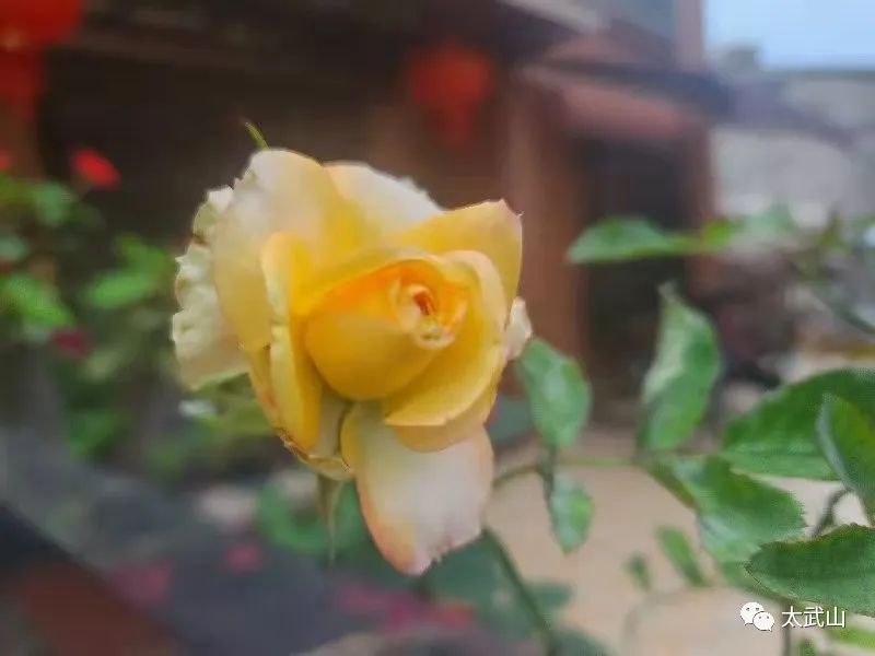 竹枝歌 五福禅钟/林靖华（图10）
