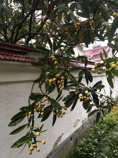 《七律 见老妪怅望院外果丰感怀》作者:吴云钦（图2）