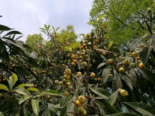 《七律 见老妪怅望院外果丰感怀》作者:吴云钦（图4）