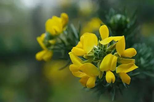 【诗词鉴赏】七律•五月芳菲（外二首） 文/武军（图3）