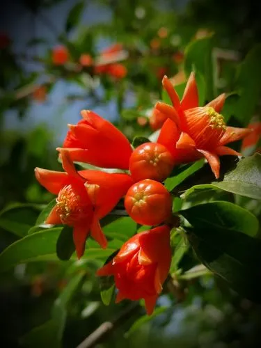 《七律 石榴花》诗人:柳鸣（图4）