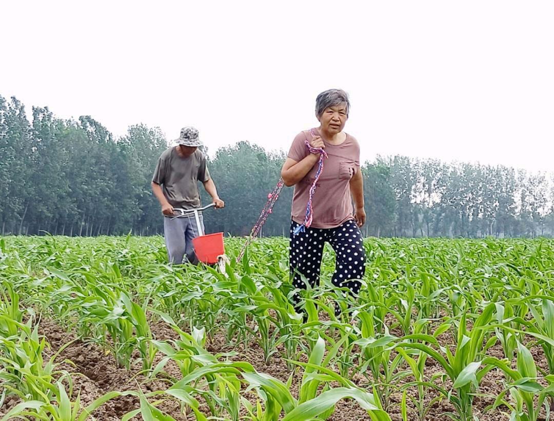 【北京头条】分享优秀诗人黄兴民《七绝•初夏农家》外一首请欣赏（图4）