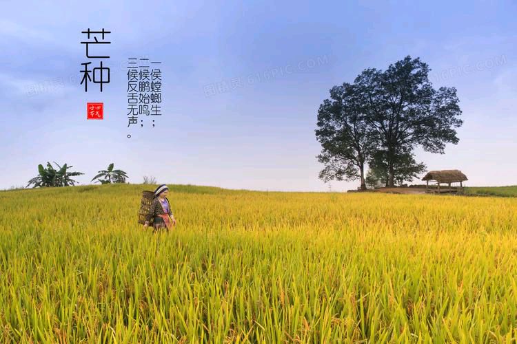 【齐鲁风】推介（黑龙江）优秀作家诗人陈雪云《七律•芒种》请欣赏（图7）