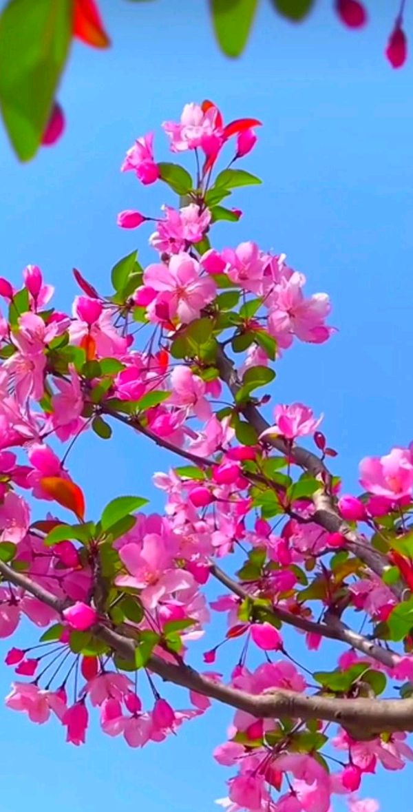 【北京头条】分享优秀诗人贾玉欣《七律•芒种》外两首请欣赏（图13）