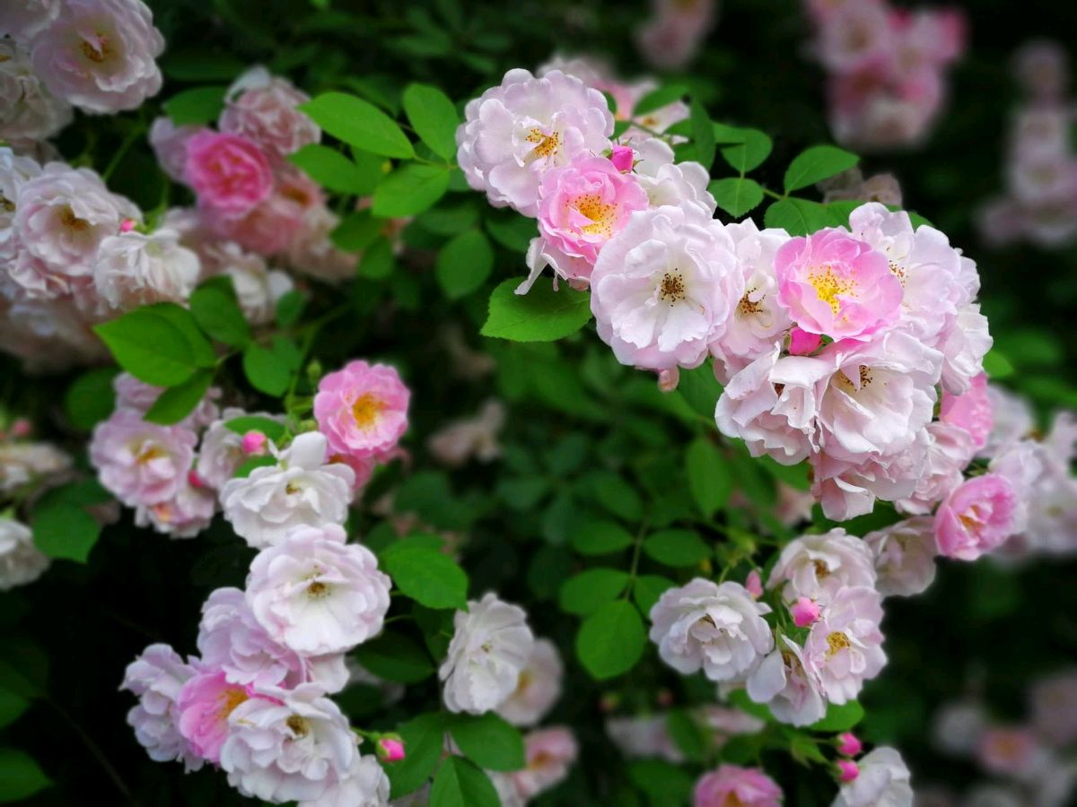 【神都诗社】第054期《蔷薇花》（图5）
