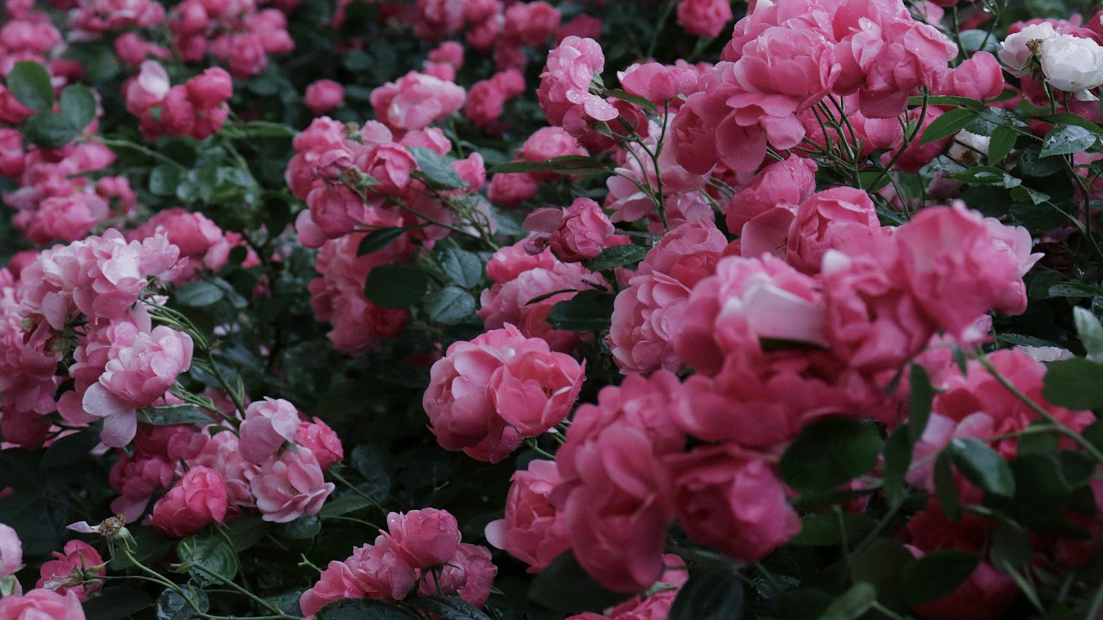 【神都诗社】第054期《蔷薇花》（图6）