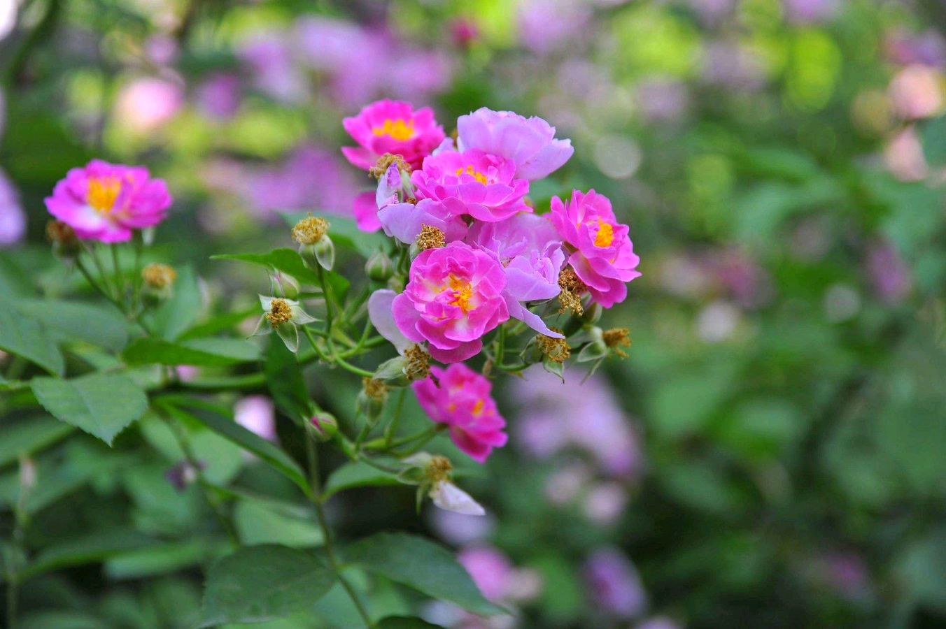 【神都诗社】第054期《蔷薇花》（图9）