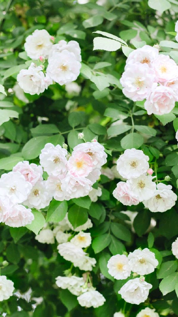 【神都诗社】第054期《蔷薇花》（图11）