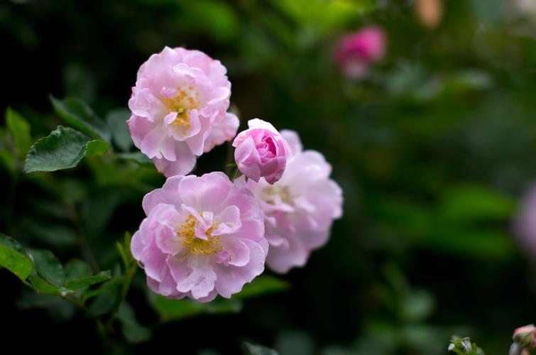 【神都诗社】第054期《蔷薇花》（图12）