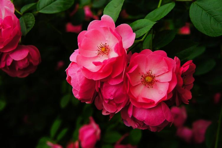 【神都诗社】第054期《蔷薇花》（图13）
