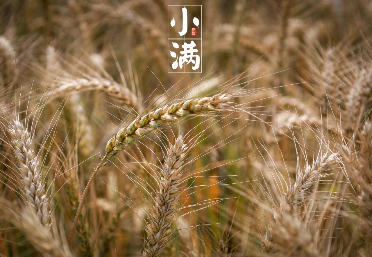 【诗词鉴赏】小满（外一首）文/关怀宪（图4）