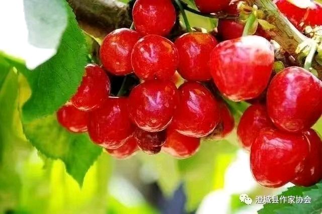 【诗歌欣赏】咏澄城樱桃 文/霍六亿（图5）