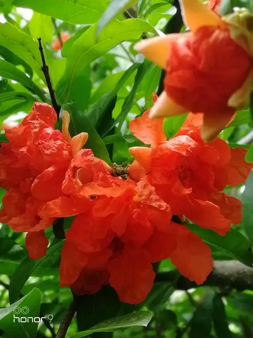 【自由体新诗】《夏日时光》作者:郑金波（图3）