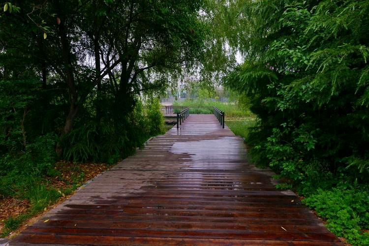 【北京头条】推介姚春发《雨雾》请欣赏（图5）