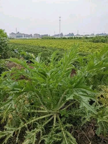 《一剪梅 梅干菜精神》诗人:应子根（图2）
