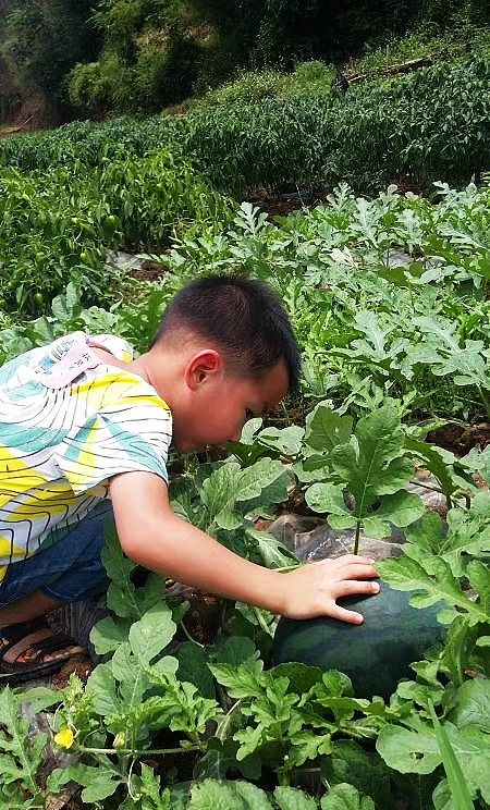 《七律 童趣》作者:吴云钦（图4）