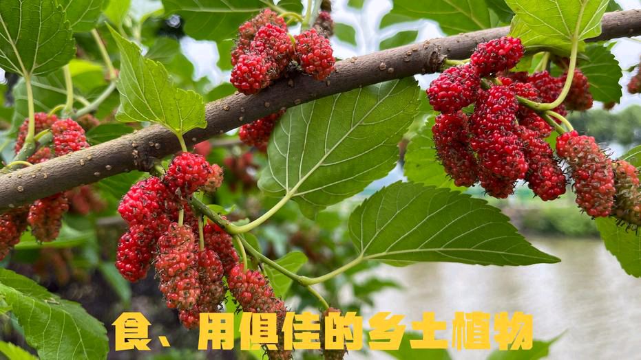 【北京头条】推介邓晓明《桑树吟》请欣赏（图4）