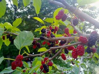 【北京头条】推介邓晓明《桑树吟》请欣赏（图5）