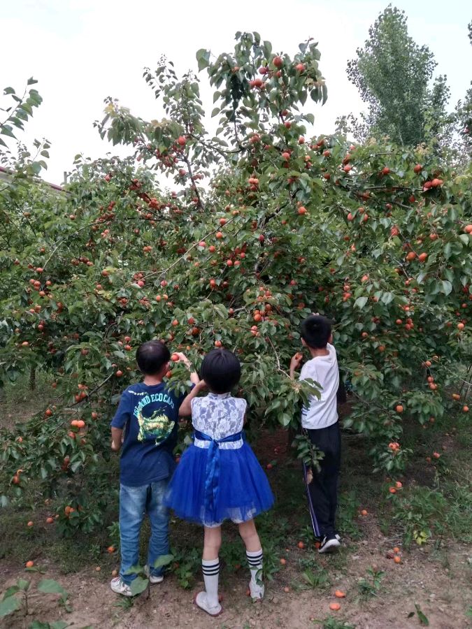 【北京头条】推介刘桂娟《邀俺叔回家》外一首请欣赏（图7）