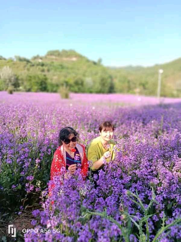 精美藏头诗欣赏之七十六‖作者:白莲/腊梅（图23）