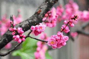 【北京头条】推介（吉林 晟歌）李聚盛《岁寒四君子》请欣赏（图5）