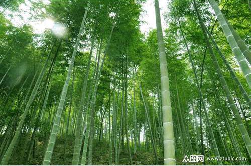 【北京头条】推介（吉林 晟歌）李聚盛《岁寒四君子》请欣赏（图7）