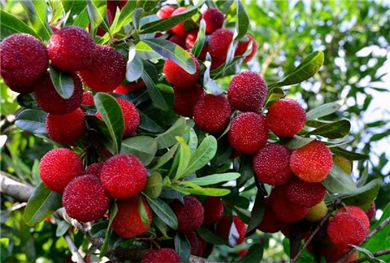 【七律】芒种吟 /作者:吴云钦(江西)(图4)