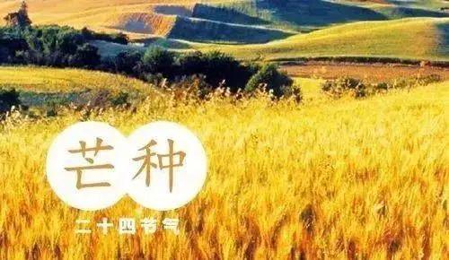【北京头条】推介优秀诗人张泽贵《芒种令笔》请欣赏（图4）
