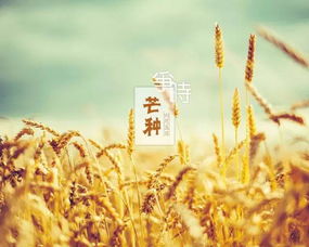 【诗词鉴赏】行香子.芒种（晁补之体）文/平安是福 诵读/越来越好（图3）