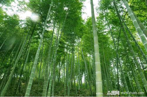 【北京头条】推介优秀诗人（晟歌）李聚盛《岁寒四君子》请欣赏（图7）