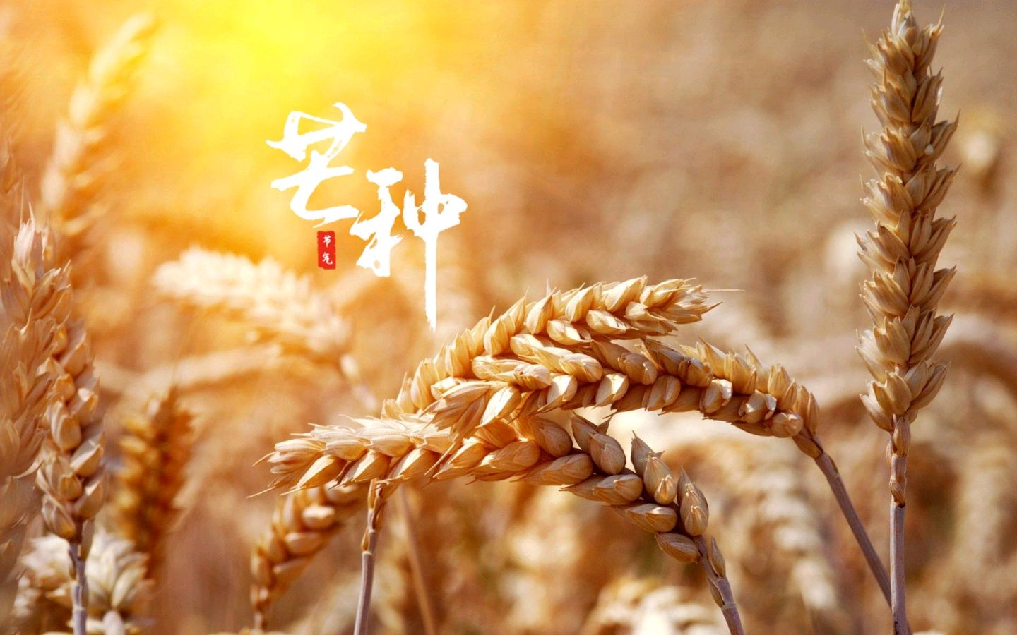 【神都诗社】第056期《芒种》（图21）