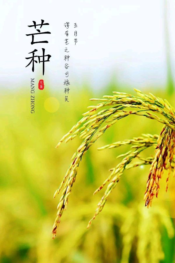 【神都诗社】第056期《芒种》（图29）