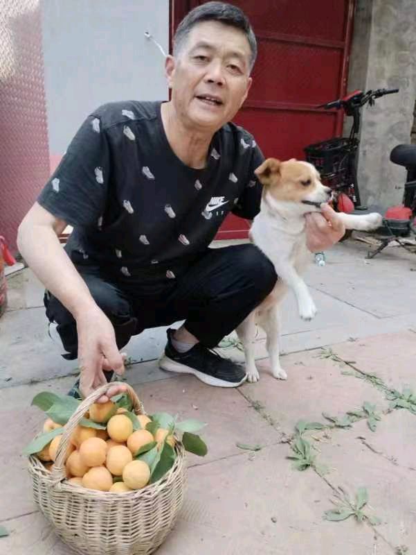 【北京头条】分享邓晓明散文《杏子熟了》请欣赏(图5)