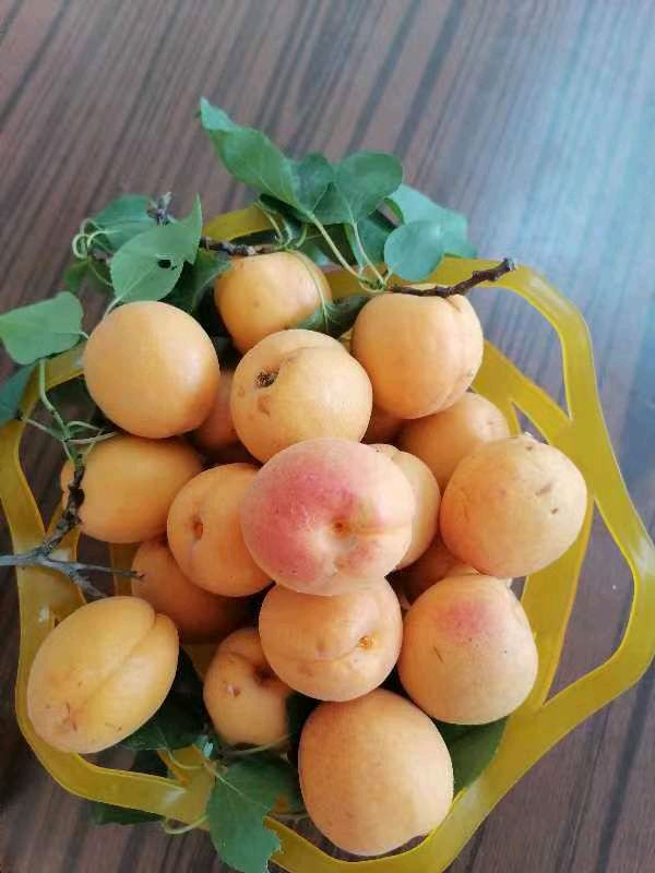 【北京头条】分享邓晓明散文《杏子熟了》请欣赏(图6)