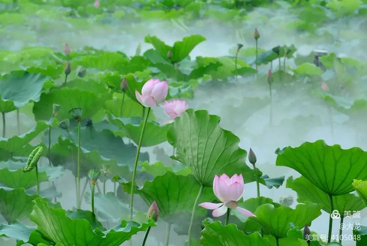 《七律 ·观荷遇雨》作者/吴云钦(图3)