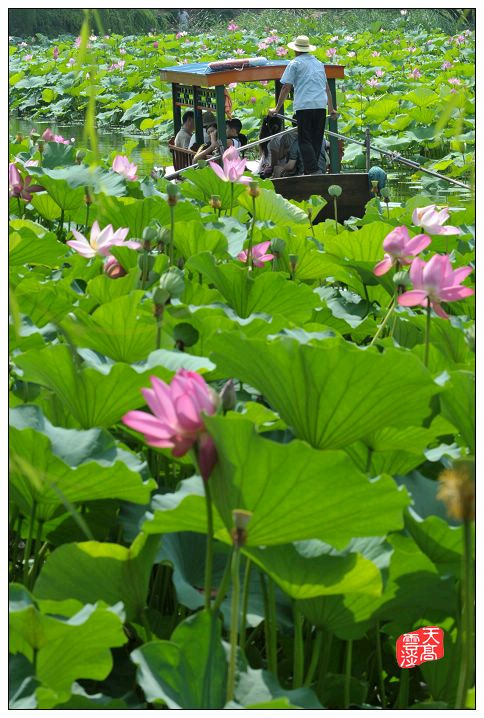 【正宫】《塞鸿秋 ·夏日观荷赋》作者/姚克林(图2)
