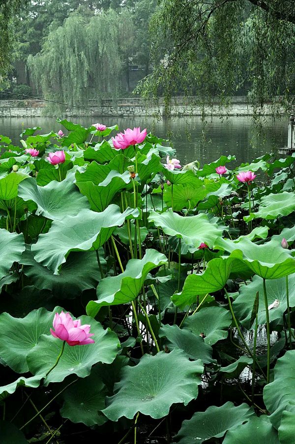【正宫】《塞鸿秋 ·夏日观荷赋》作者/姚克林(图3)