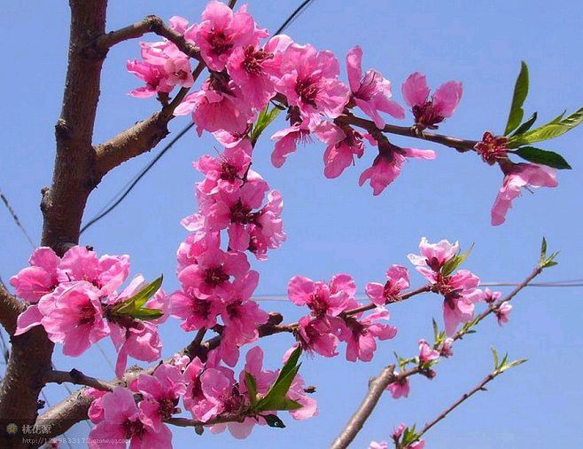 【北京头条】推介优秀作家诗人陈天堂老师《桃花咏》25首请欣赏（图7）