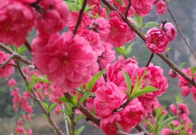【北京头条】推介优秀作家诗人陈天堂老师《桃花咏》25首请欣赏（图9）