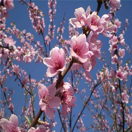 【北京头条】推介优秀作家诗人陈天堂老师《桃花咏》25首请欣赏（图8）