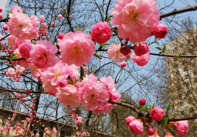 【北京头条】推介优秀作家诗人陈天堂老师《桃花咏》25首请欣赏（图11）