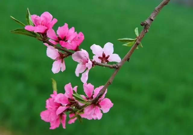 【北京头条】推介优秀作家诗人陈天堂老师《桃花咏》25首请欣赏（图6）