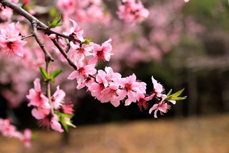 【北京头条】推介优秀作家诗人陈天堂老师《桃花咏》25首请欣赏（图14）