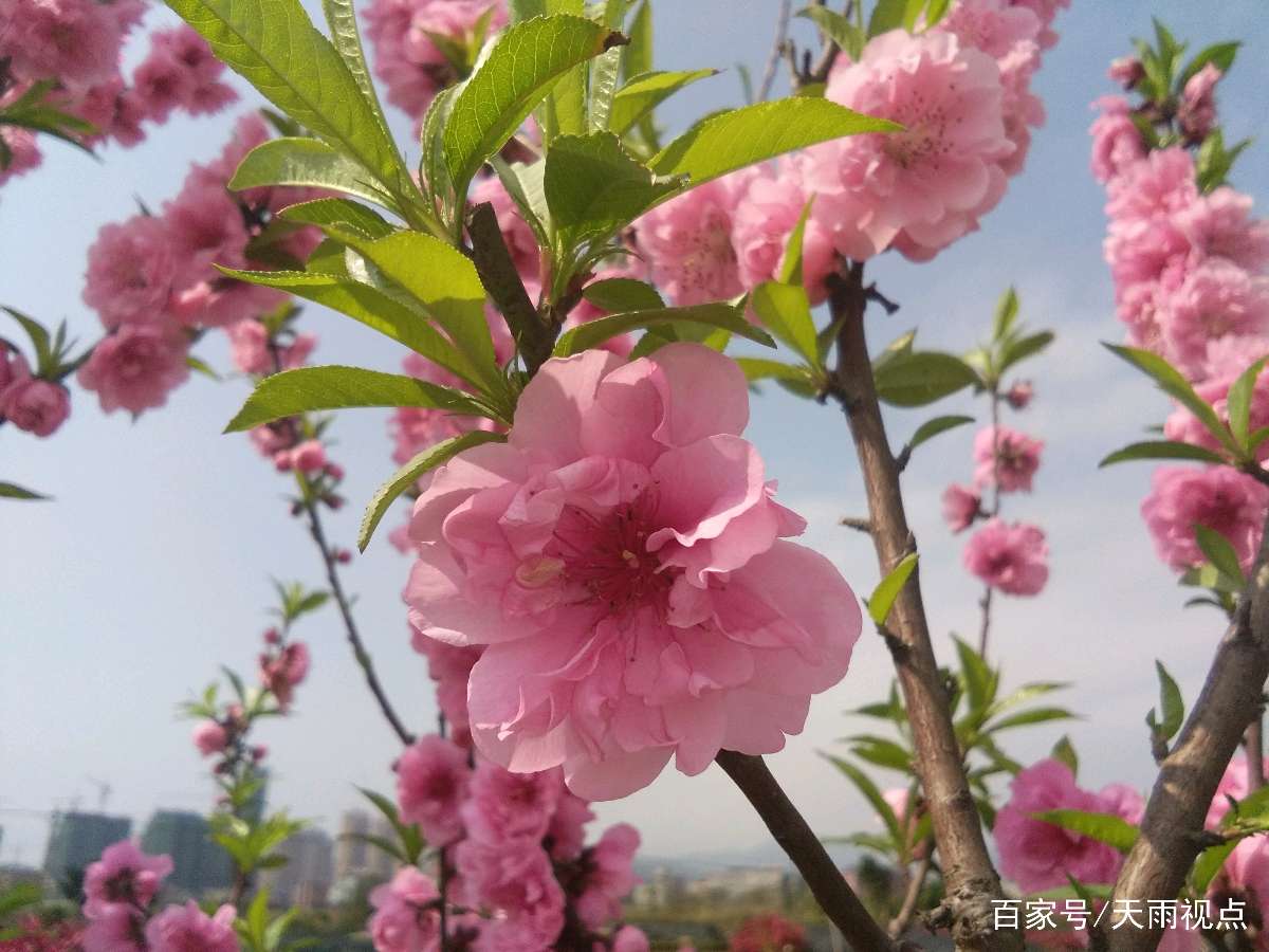 【北京头条】推介优秀作家诗人陈天堂老师《桃花咏》25首请欣赏（图13）